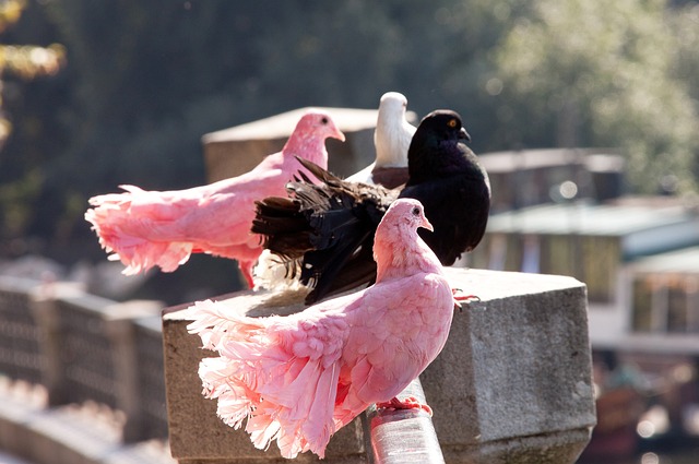 在翘首以盼 在翘首以盼