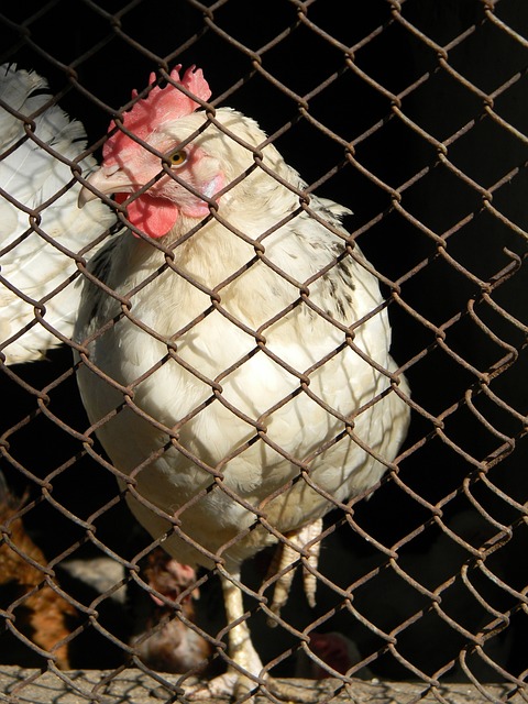 匹克球作为 匹克球作为