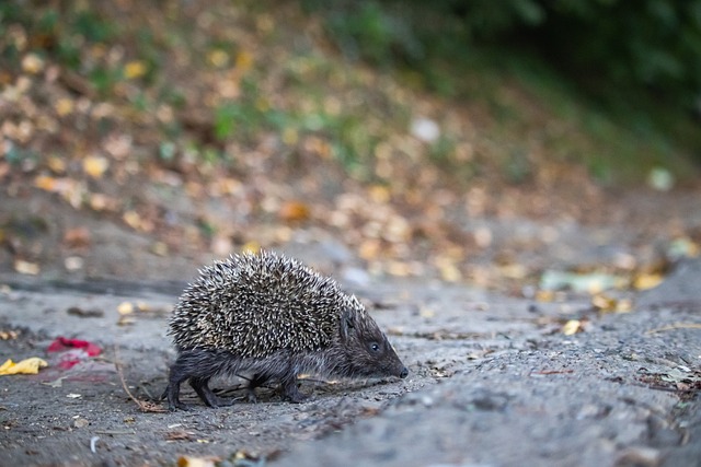 以洛卡特利 以洛卡特利